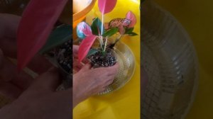 Аглаонемы пересадка уход выбор светильника