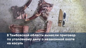 В Тамбовской области вынесли приговор по уголовному делу о незаконной охоте на косуль