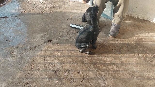 4 фаза: Щенок приносит бампер поноску к ногам хозяина смотреть онлайн