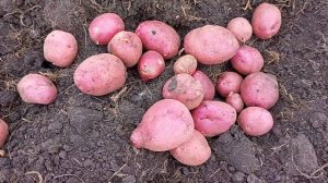 Любителям жареной картошки))) Сорт Эволюшн.