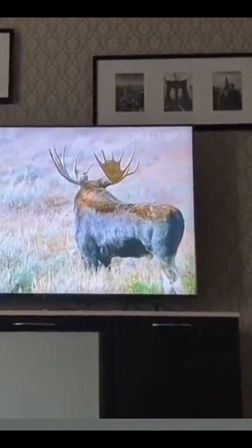 Какие красивые рога😁🤣😄