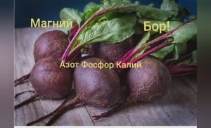 Что необходимо свёкле для отличного урожая. Любимый сорт свеклы