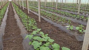 Баклажан Фаворит и перец Ариадни в одной теплице.