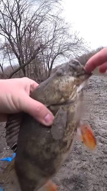 Окунь на пол кило #рыбалка #спиннинг #джиг #shorts смотреть онлайн