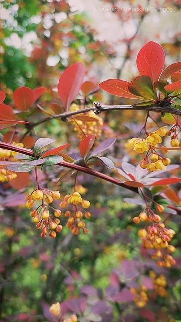 Барбарис Отавский Суперба в цвету 🌾