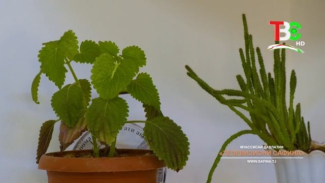 Бемории зуком | Ганҷи бебаҳо смотреть онлайн