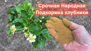 Клубники будет в 5 раз больше Народный Бабушкин способ. Делюсь подкормкой клубники во время цветения
