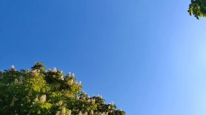 Каштаны расцвели.mp4