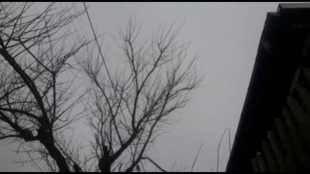 Абрикосы-обновление-жестокая обрезка. смотреть онлайн