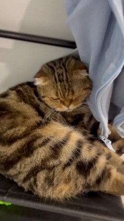 Милая шотландская кошечка 🐈