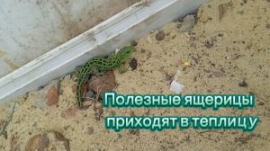 Кошка охотится на ящерицу в теплице