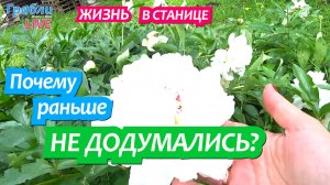 911 серия. Подвязываем пионы. Срубили черешню. Ливень. Сидим без света. Динская Грабли LIVE
