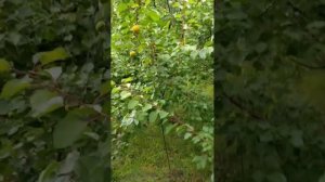 Абрикос Серафим Железова.