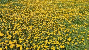 Одуванчики