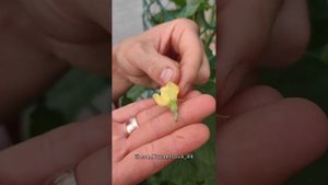 Как формировать дыни и арбузы?