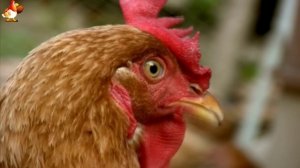 Любовь птицевода к Курочкам 🐥🐔🥚 Нежное видео 🐓 Версия (60)