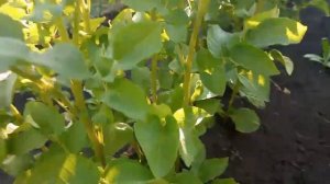 Как увеличить количество клубней на картофеле?