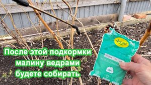 Обработайте Малину в Мае этим. Урожай ведрами обеспечен