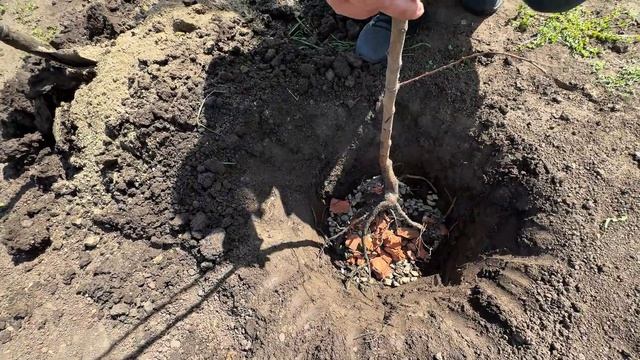 ПОСАДКА АБРИКОСА И МАГНОЛИИ #краснодар смотреть онлайн