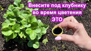 Бурный урожай клубники. Во время цветения добавьте 0.5 литра под куст. Уход за клубникой