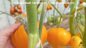 Томат Оранжевый гигант от Гонсиоровского