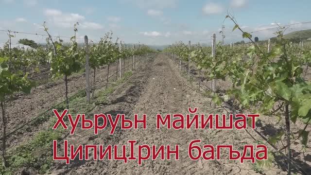 Хуьруьн майишат.ЦипицIрин багъда.