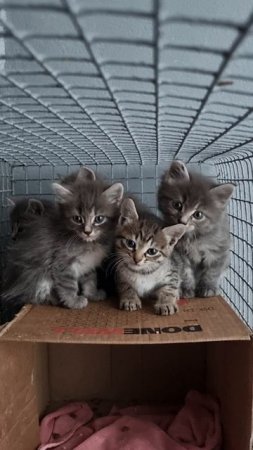 Милые котята в добрые руки
