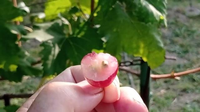 @Один з самих ранніх виноград Зоренька Красивий і сма? смотреть онлайн