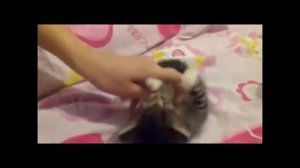 'Смерть' котенка