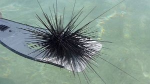 Подводный мир Красного моря. Морской ёж (Diadema setosum).