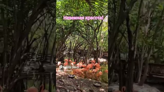 РОЗОВЫЕ ФЛАМИНГО 1000048682.mp4