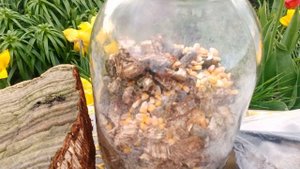 Триходерма бесплатная,СВОИМИ РУКАМИ)))