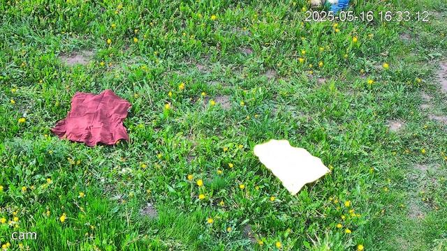 16.05.25-опилки летят на дачный участок  как 10 лет назад