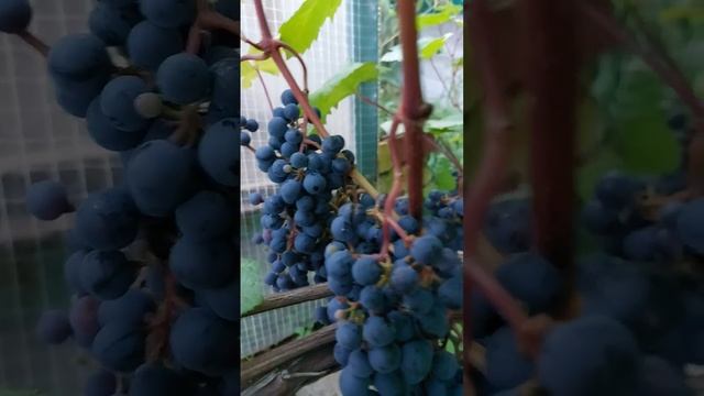 Треск винограда, сорт Башкирский ранний. смотреть онлайн