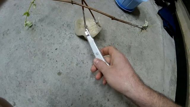 Кільчування.Висажування винограду.Кильчевание черен? смотреть онлайн