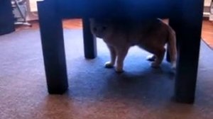 Кот Персик против робота, или Робокот