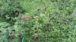 Ежевика Астерина после проливных дождей,9.08.24