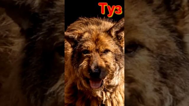 Когда то Туз был трус