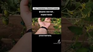 Сокровище и Бравый генерал . Сравнение кистей томатов