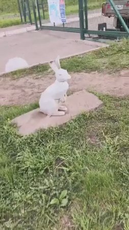 Заяц, или кролик