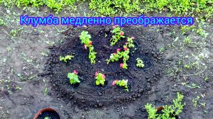 ☀️Изменения🌺на🌺клумбе,22.05.25 #петуния #рассада #сад огород