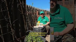 Самая важная обработка винограда, без которой хорошего урожая не ждите!