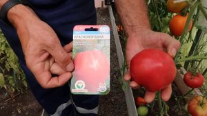 Обзор томатов сорта: Перцевидный оранж, Красномордина