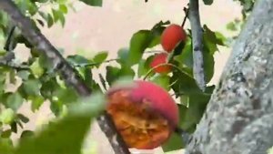 Абрикос Тотем. Apricot Totem. Смачний, червоний сорт