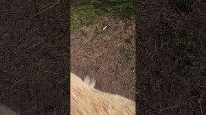 История дикого селезня