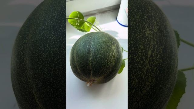Дыня Лолита  в горшке смотреть онлайн