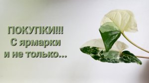 320. Цветы: Покупки с ярмарки и не только.