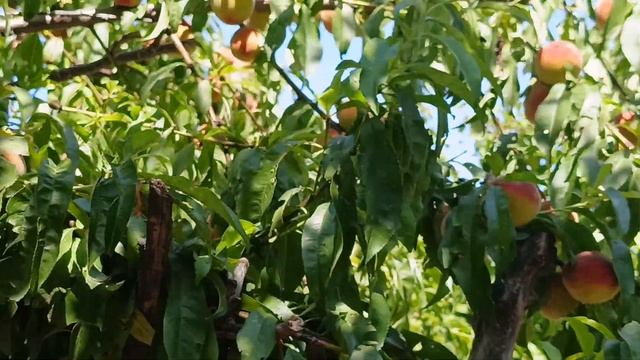 Персик.Подтверждение моих схем. Приложение к видео от смотреть онлайн