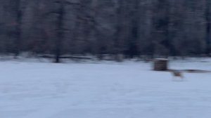 100 Косуль Пришли на Вышку | Зверя видел - охота состоялась?!