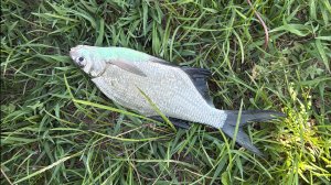 Рыбалка на Ставрополье и рыба монстр 👹